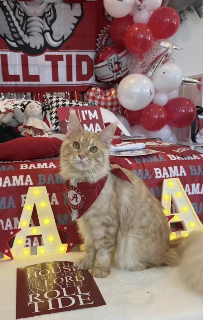 A kitty in a Crimson Tide bandana at an Alabama bed party with marquee letters and Roll Tide signs